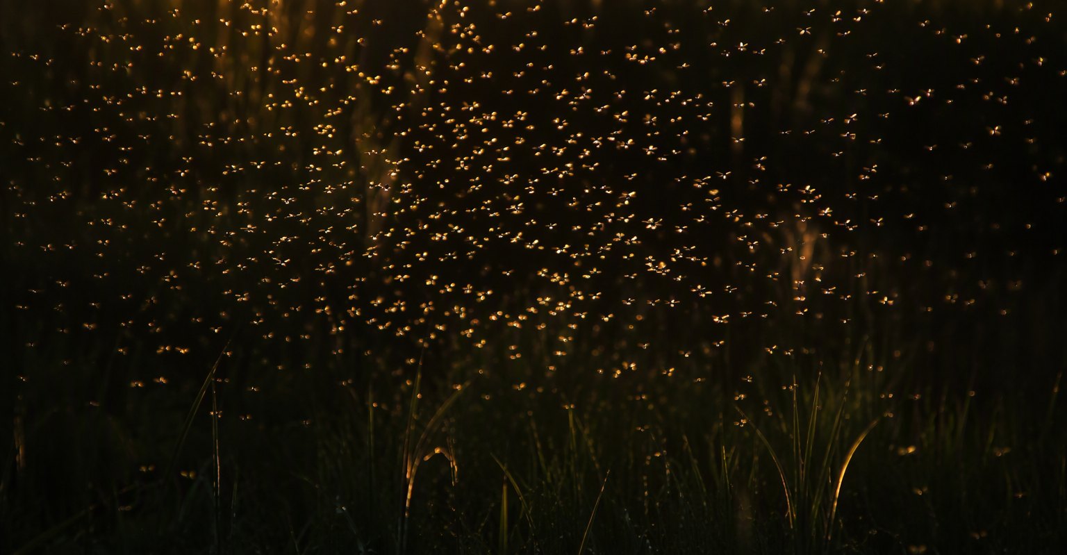 Swarm of tiny gnats backlit over marsh grass at dusk